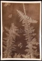 cca 1930-1935 Kinszki Imre (1901-1945): Jégvirág, pecséttel jelzett vintage fotó, 18x12 cm / cca 1930-1935 Imre Kinszki (1901-1945): Frostwork, artist's stamp and signature on the verso, 12x18 cm