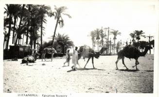 Alexandria, camels