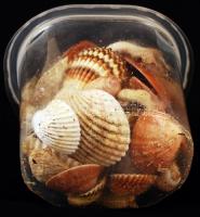 Tengeri kagyló gyűjtemény / shell collection