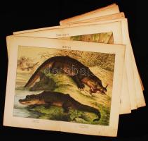 Állatfajok ismertetője színes nagyméretű könyvmellékleteken, 19 db