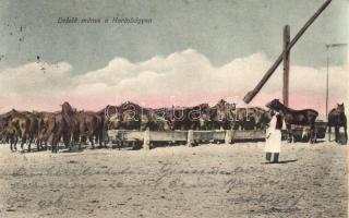 Hortobágy, Delelő ménes