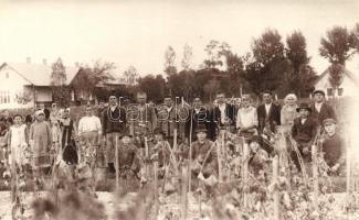 Nagykáta, Szüretelők, photo