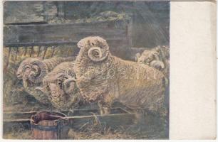 11 db RÉGI főleg használatlan motívumlap; állat / 11 old mostly unused motive cards; animal