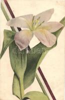 Flower, Hungarian flag 'Magyar Ipar'