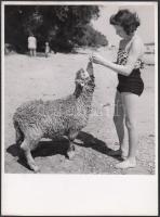 cca 1935-1940 Reich Péter Cornel: A római part birkája, jelzetlen vintage fotó a szerző hagyatékából, 24x18 cm