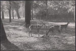 cca 1940 Vadas Ernő (1899-1962): Őzikék a Margitszigeten, pecséttel jelzett, aláírt vintage fotó, a Hungaria Magazinban publikálva, 12x18 cm