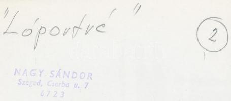 cca 1980 Nagy Sándor: Lóportré, pecséttel jelzett vintage fotóművészeti alkotás, 20x13 cm