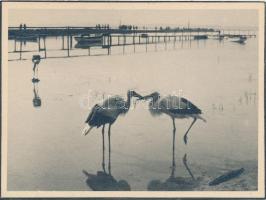 cca 1930 A Velencei-tó partján, gólyák csőrözése, 9x11,5 cm
