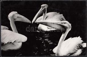 cca 1970 Kurucz János: Tere-fere, feliratozott vintage fotóművészeti alkotás, 15x24 cm