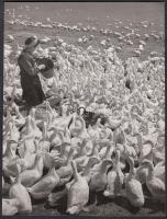 cca 1970 Hízik már a kacsamáj, jelzetlen szociofotó, 20x15 cm