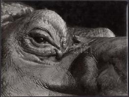 1966 Vreba László: Szem, feliratozott vintage fotó, 18x24 cm