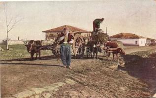 Albanian folklore, ox cart Nr. 21. (EK)