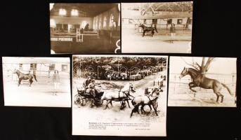 cca 1960 3 db fotó versenylovakról, részlet a kecskeméti IV. Fogathajtó Világbajnokságról, 1 db MTI fotó, 18x13 és 24x21 cm