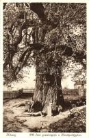 Kőszeg, Királyvölgy, 800 éves gesztenyefa