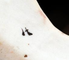 Orosz porcelán síelő gyerek, apró kopásnyomokkal, jelzett, m: 16 cm