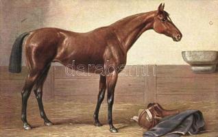Angol telivér, s: Carl Reichert, English Vollblut / Thoroughbred Horse s: Carl Reichert