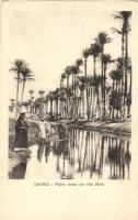 Cairo, Palm trees in the Nile (fa)