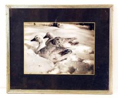 cca 1940 Libák a hóban, hátoldalán olvashatatlan feliratozás, apró felületi sérülésekkel, üvegezett keretben, fotó 28×28 cm, keret 47×57 cm