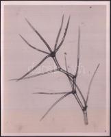 cca 1935 Kinszki Imre (1901-1945): Moszat, százötvenszeres nagyítású mikrofotó, felirattal jelzett vintage fotóművészeti alkotás a szerző hagyatékából, 15x12 cm