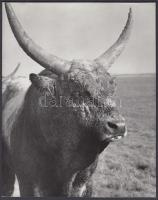 1977 Ősmagyar tenyészállat a Hortobágyon, 23x18 cm
