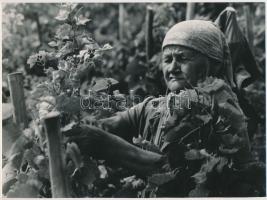 cca 1975 Baricz Katalin: Szőlőkötözés Kőszegen, feliratozott vintage fotóművészeti alkotás, 18x24 cm