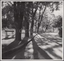 cca 1930 Reich Péter Cornel: Budapesti park, árnyas fák alatt, pecséttel jelzett vintage fotó, 17,5x18 cm
