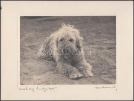 1935 Orphanidesz János (1876-1939): Csahos kutya, feliratozott vintage fotó, képméret 12x17 cm, papírméret 18x24 cm