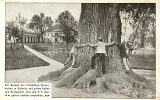 Dalovice, Dallwitz bei Karlsbad; Körnereiche / Körneruv dub / giant tree, tourism campaign