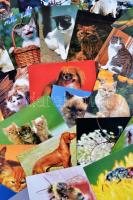 71 db MODERN főként használatlan motívumlap; állat, macska, kutya, majom, rovarok / 71 modern mostly unused motive cards; animal, cat, dog, monkey, insects