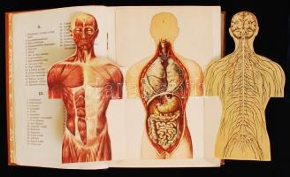 Dr. Kétly László: A család egészsége, Népszerű orvosi tájékoztató és tanácsadó. Szétnyitható bonctan...