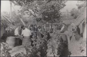 cca 1950-1960 Szüret, 20x13 cm