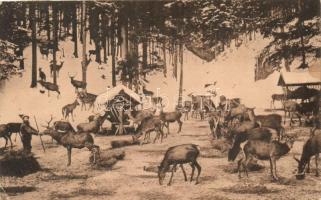 Frein an der Mürz (Mürzsteg) deers (EK)