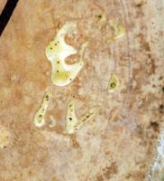 cca 1870 Körmöcbányai kakasos kézzel festett kerámia kancsó, jelzett, m: 19 cm