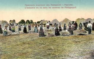 Bulgarian peasants, rice cultivation around Plovdiv / Philippopoli, folklore