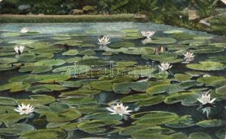 Water lilies (fa)