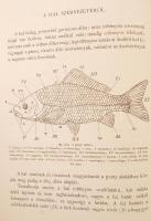 Herman Ottó: A magyar halászat könyve. I-II. kötet
Az V-ik (1884-1886 évi)cziklus harmadik kötete. H...