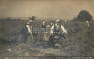 Kazanluk, Kazanlik; La récolte des roses / Harvesting roses