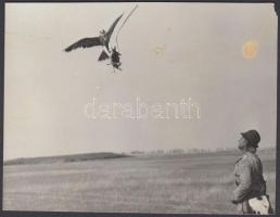 cca 1960 Eredményes vadászat sólyommal, a mezei nyúl reptetése, a kép sarka sérült, két kisebb folt a felületén, 9x11 cm