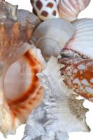 Tengeri kagylók, csigák 8db