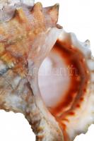 Tengeri kagylók, csigák 8db