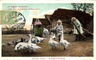 Hungarian folklore, feeding the ducks (EK)