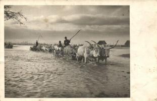 Hungarian folklore, ox carriage in the river photo