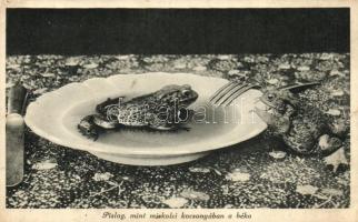 Hungarian food with frog, Pislog mint a miskolci kocsonyában a béka