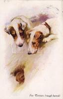 Fox Terrier C
