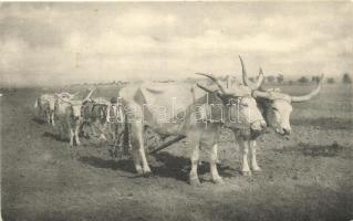 Hungarian folklore, six oxen plowing (small tear)