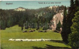Busteni, Turma de oi pe valea Ialomitii / flock of sheep at the valley (EK)