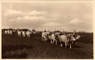 Szántás / Hungarian folklore, plowing, ox