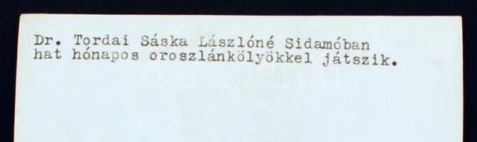 cca 1935 Fotó,dr. Tordai Sáska Lászlóné Sidamóban hat hónapos oroszlánkölyökkel játszik felirattal.
...