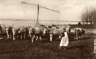 Itatónál / Hungarian folklore, cattle feeding, photo Erdélyi