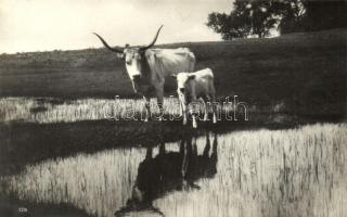 Magyar ökrök / Hungarian oxen, folklore